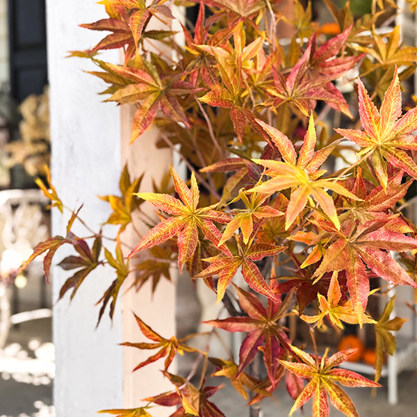 52 Inch Potted Foliage Maple Leaf Faux Tree