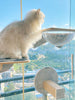 Window Mounted Cat Condos test