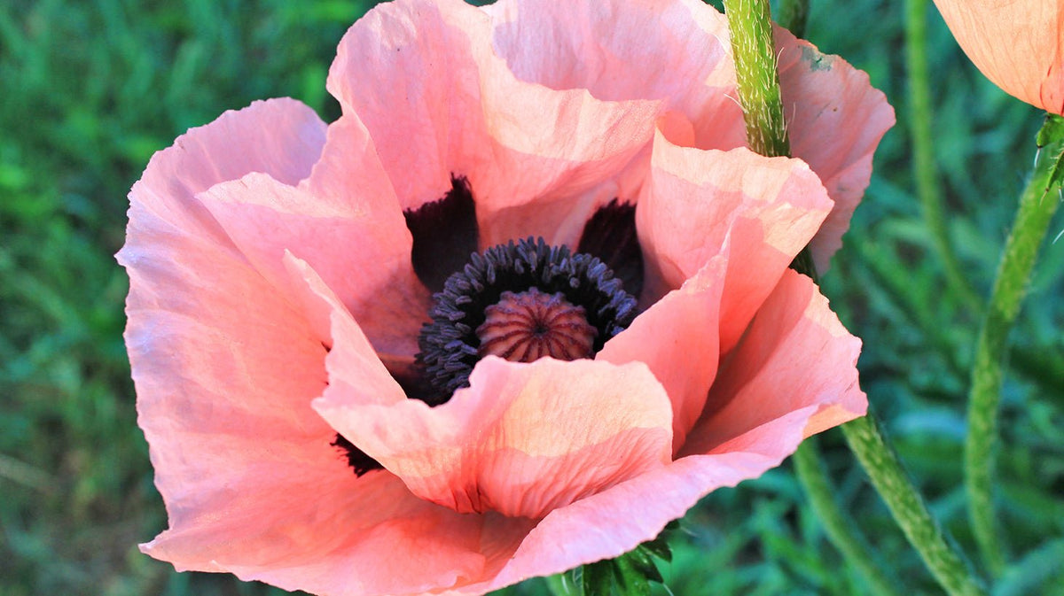 Poppy Bloom Bullet Vibrator